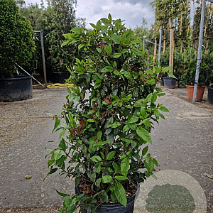 Viburnum tin. Spirit 60-80 cm 15L