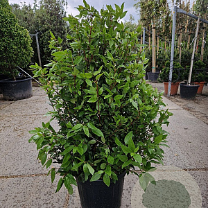 Viburnum tin. Spirit 100-125 cm 35L