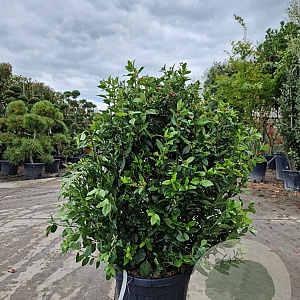 Viburnum tin. Spirit 100-125 cm 35L