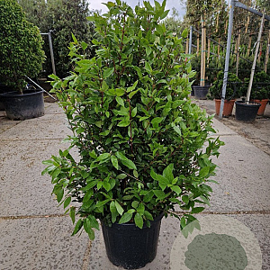 Viburnum tin. Spirit 100-125 cm 35L