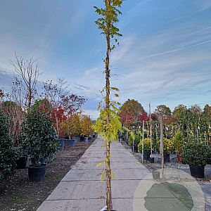 Wisteria sinensis 'Prolific' 350-400 cm 25L