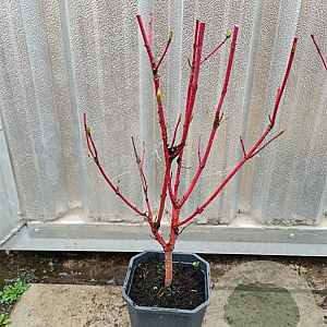 Cornus alba 'Elegantissima' 40-60 cm 2,0L