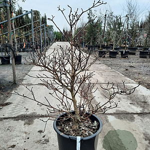 Cornus controversa 'Variegata' 100-125 cm 35L