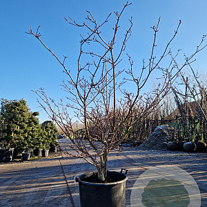 Cornus controversa 'Variegata' 175-200 cm container meerstammig