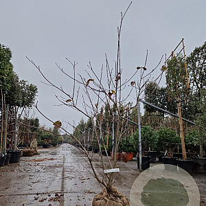 Cornus 'Eddie's White Wonder' 150-175 cm draadkluit meerstammig