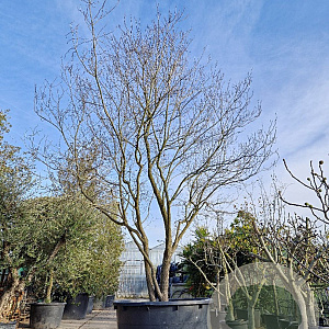 Cornus florida 400-450 cm container solitair