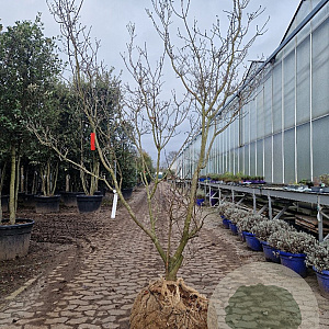 Cornus florida rubra 200-250 cm draadkluit meerstammig 4 X verplant extra