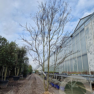 Cornus florida rubra 300-350 cm draadkluit meerstammig solitair