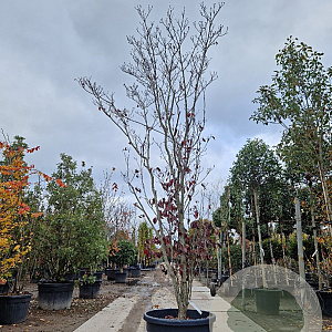 Cornus florida rubra 300-350 cm cont. 110L