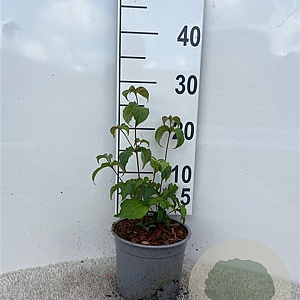 Cornus kousa 30-40 cm 2,0L