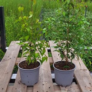 Cornus kousa 30-40 cm 2,0L