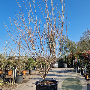 Cornus kousa 200-250 cm container meerstammig extra