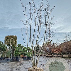 Cornus kousa 300-350 cm draadkluit meerstammig solitair
