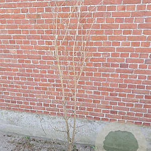 Cornus kousa chinensis 175-200 cm container meerstammig