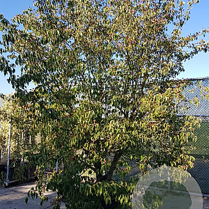 Cornus kousa chinensis 400-450 cm container meerstammig