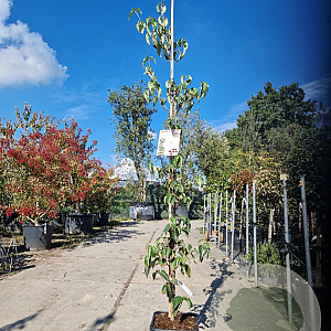 Cornus k. Flower Tower 175-200 cm 15L