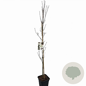 Cornus k. Flower Tower 175-200 cm 15L