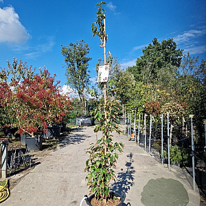 Cornus k. Flower Tower 180-200 cm 30L