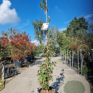 Cornus k. Flower Tower 180-200 cm 30L