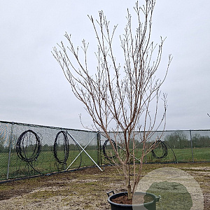 Cornus k. 'Milky Way' 175-200 cm container meerstammig paraplu