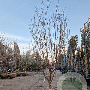 Cornus k. 'Milky Way' 200-250 cm draadkluit solitair