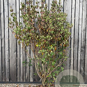 Cornus k. 'Milky Way' 200-250 cm draadkluit solitair