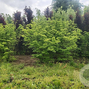 Cornus k. 'Milky Way' 300-350 cm draadkluit meerstammig solitair