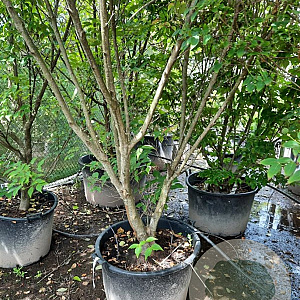 Cornus k. 'Milky Way' 400-450 cm container