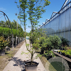 Cornus k. 'Milky Way' 400-450 cm container