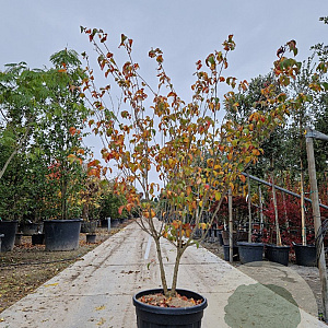 Cornus k. 'Satomi' 150-175 cm container meerstammig