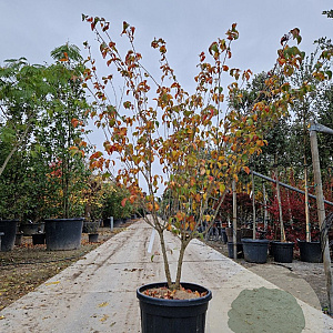 Cornus k. 'Satomi' 150-175 cm container meerstammig