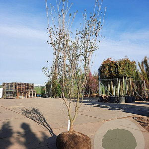 Cornus k. 'Satomi' 175-200 cm draadkluit meerstammig solitair