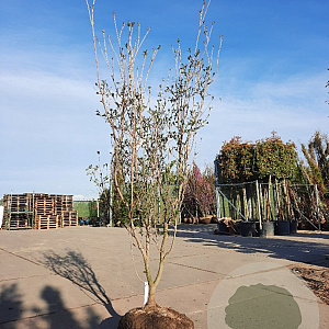 Cornus k. 'Satomi' 175-200 cm draadkluit meerstammig solitair