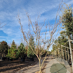 Cornus k. 'Satomi' 200-250 cm draadkluit meerstammig solitair