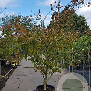 Cornus k. 'Tsukuba-no-mine' 200-250 cm container solitair