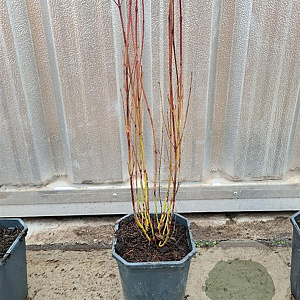 Cornus sericea 'Kelseyi' 30-40 cm 2,0L