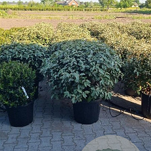 Elaeagnus ebbingei 80-90 cm cont. 55L bol najaarspotting
