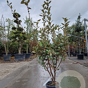 Elaeagnus ebbingei 100-125 cm 18L
