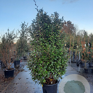 Elaeagnus ebbingei 175-200 cm 50L