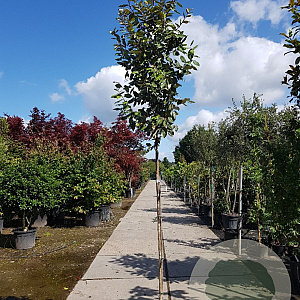 Elaeagnus ebbingei 180 cm stam container 6-8