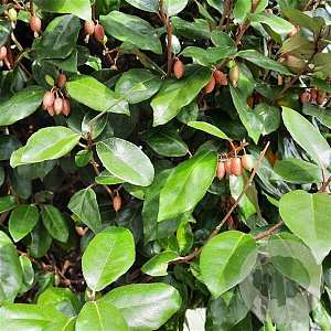 Elaeagnus ebb. 'Compacta' 60-80 cm 10L