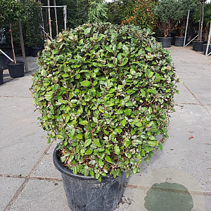 Elaeagnus ebb. 'Compacta' 80-90 cm 50L bol