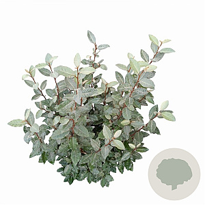 Elaeagnus ebb. 'Compacta' 100-125 cm 10L