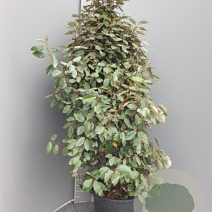 Elaeagnus ebb. 'Compacta' 125-150 cm 30L