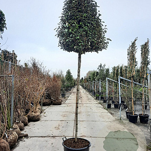 Elaeagnus ebb. 'Compacta' 200 cm stam container 10-12 lei 150x120