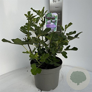 Ficus carica 40-50 cm 5,0L