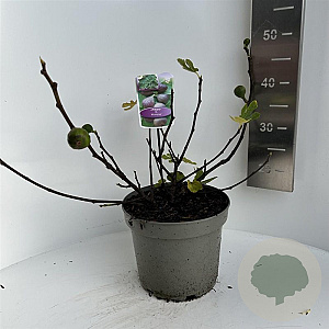 Ficus carica 40-50 cm 5,0L