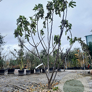 Ficus carica 200-250 cm container meerstammig extra