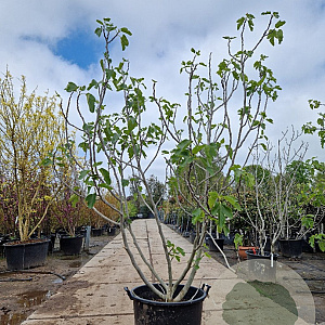 Ficus carica 200-250 cm container meerstammig extra