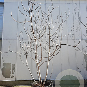 Ficus carica 300-350 cm container meerstammig